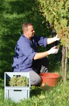 Vintner in the wineyard Stock Photos