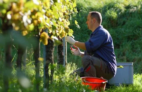 Vintner in the wineyard Foto stock