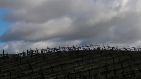 Vinyard california winter clouds.MP4 Stock Footage