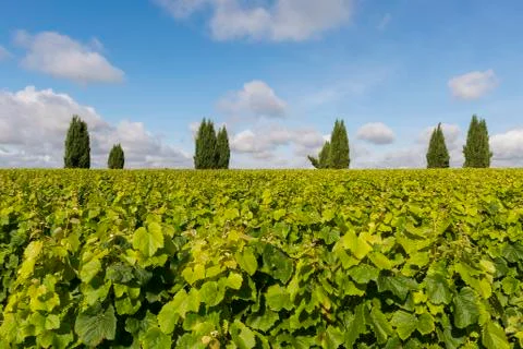 Vinyard with cypress trees Stock Photos