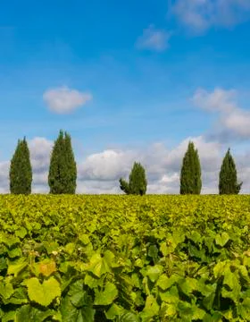 Vinyard with cypress trees Stock Photos