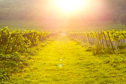 Vinyard in september Stock Photos