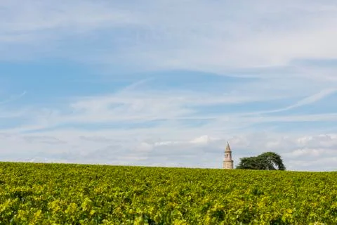 Vinyard with tower  roque Stock Photos
