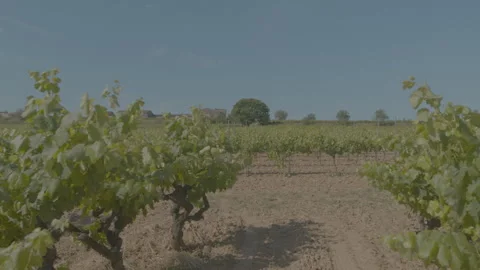 Vinyards Dolly l2r through vine trees and field in bkg 6k to uhd v11 Stock Footage 246373388