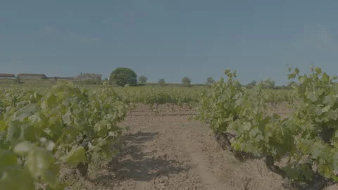 Vinyards Dolly l2r through vine trees and field in bkg 6k to uhd  2 Stock Footage 246374039