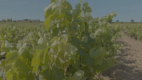 Vinyards Dolly l2r through vine tree.  s and field in bkg 6k to uhd Stock Footage 246381594