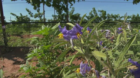 Vinyards on the Prairie Stock Footage 51774314