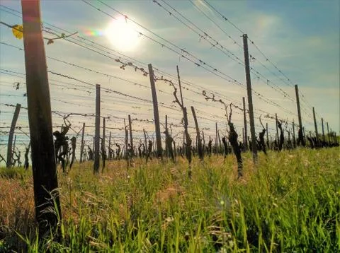 A vinyeard in the sun Stock Photos