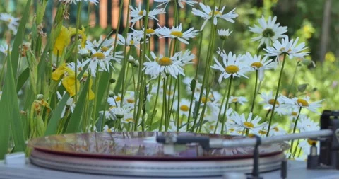 Vinyl. A vinyl record player with a rotating record stands in the garden. Stock-Footage 133023643