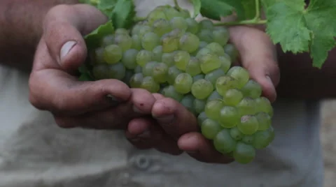 Viognier Grapes in Rough Hands 스톡 동영상 48047577