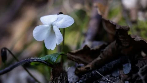 Viola Alba flower Stock Photos