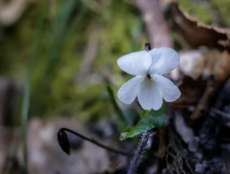 Viola Alba flower Stock Photos