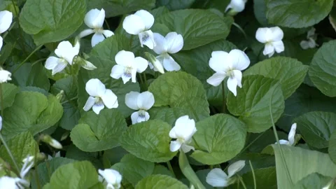 Viola alba. White garden violet Stock Footage 328456339
