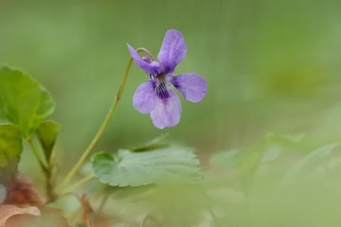 Viola blue flower Stock Photos