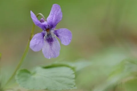 Viola blue flower Stock Photos