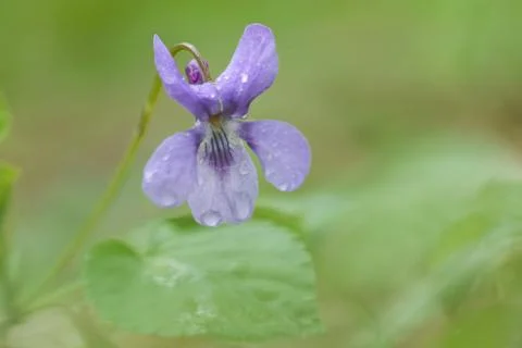 Viola blue flower Stock Photos