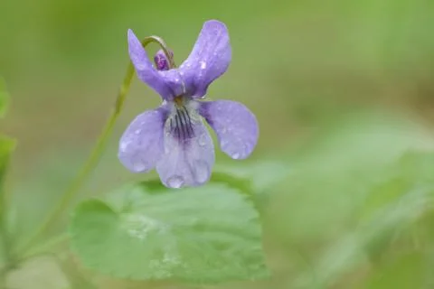 Viola blue flower Stock Photos