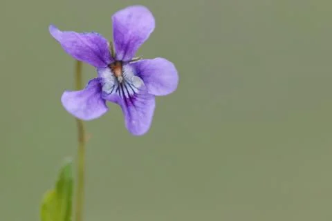 Viola blue flower Stock Photos