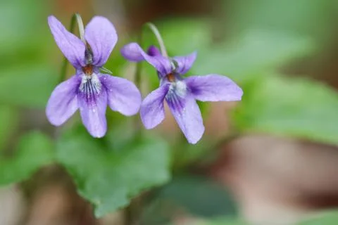 Viola blue flower Stock Photos