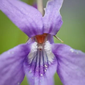 Viola blue flower Stock Photos