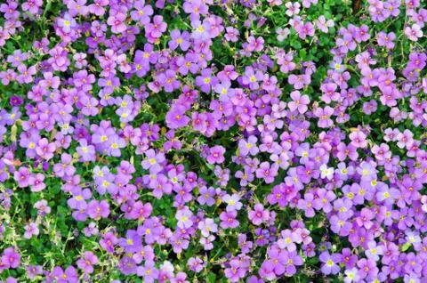 Viola calcarata Stock Photos