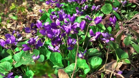 Viola Canina in the woods Stock Footage 68902004
