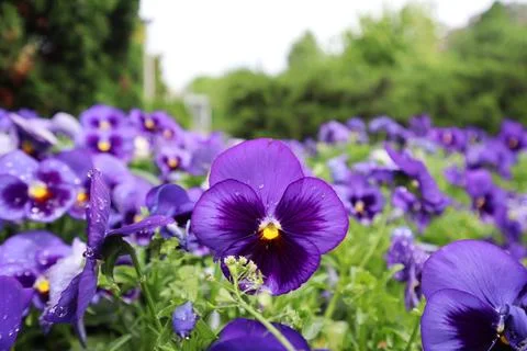 Viola ‘Celestial Midnight’ after rain. Tbilisi, Georgia Stock Photos
