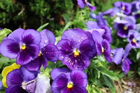 Viola ‘Celestial Midnight’ after rain. Tbilisi, Georgia Stock Photos