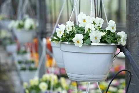 Viola Cool Wave White in hanging flower pot close-up. Stock Photos