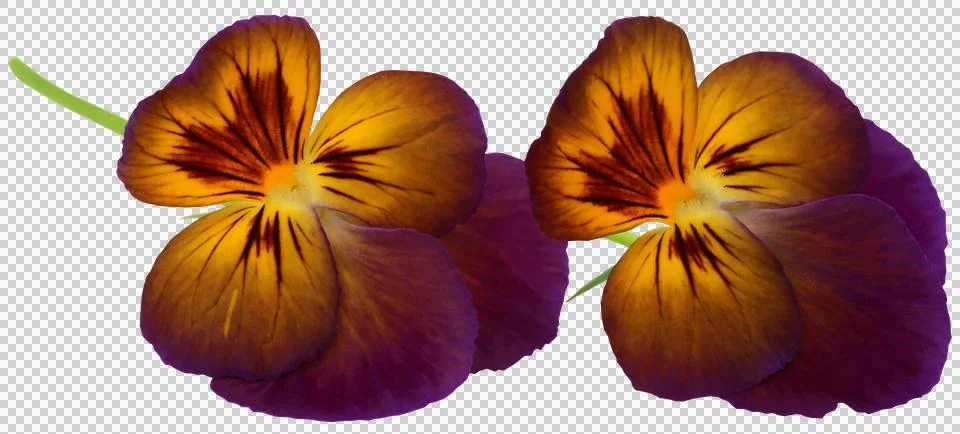 Viola flowe Stock Photos