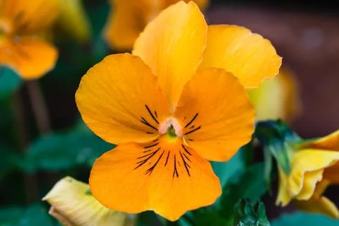 Viola flower blooming Stock Photos