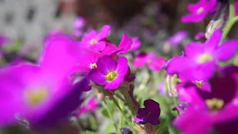 Viola flower field. Stock-Footage 107518828