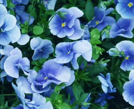 Viola flower field Stock Photos