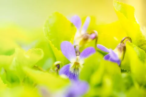 Viola flower field Fotos Stock