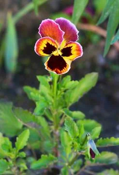 Viola flower in a flowerbed Stock Photos