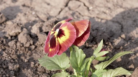 Viola flower grows on a flowerbed. Stockbeeldmateriaal 122947408
