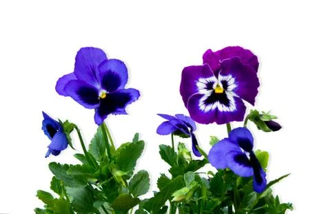 Viola flower Stock Photos