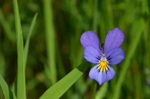 Viola flower Stock Photos