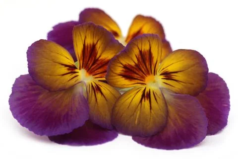 Viola flower Stock Photos