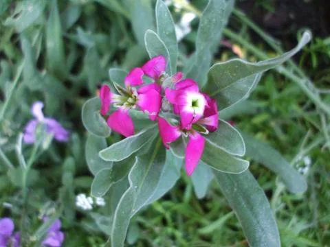 Viola, flower. Stock Photos