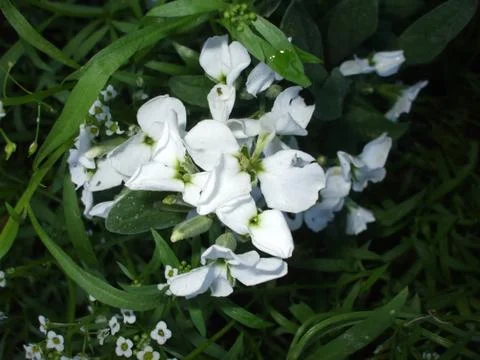 Viola, flower. Stock Photos