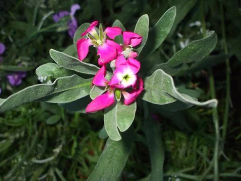 Viola, flower. Stock Photos