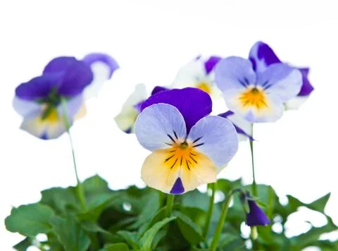 Viola flowers in bloom Stock Photos
