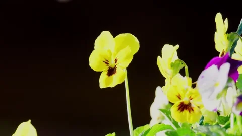 Viola flowers blowing gently in the breeze Stockbeeldmateriaal 251007020