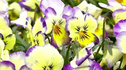 Viola flowers Stock Footage 10862914