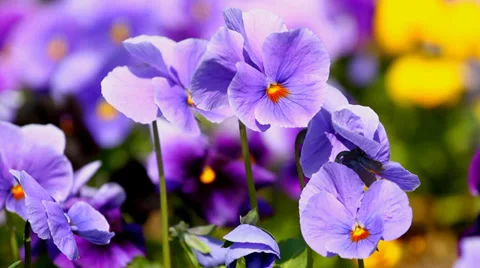 Viola Flowers Stock-Footage 37334480