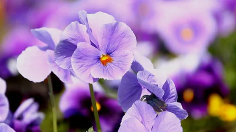 Viola Flowers Stock Footage 37378926