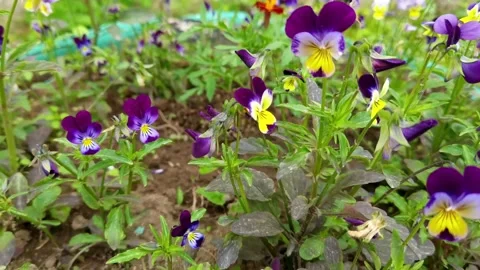 Viola flowers grow in a flower bed Stock Footage 156646523