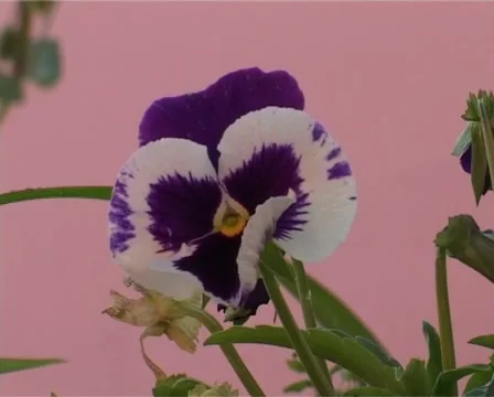 Viola Stock Footage 5087752