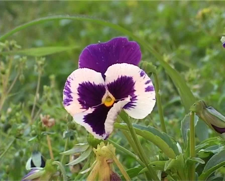 Viola Stock Footage 5087753